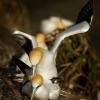 Terej australsky - Sula serrator - Australian Gannet - takapu 9707